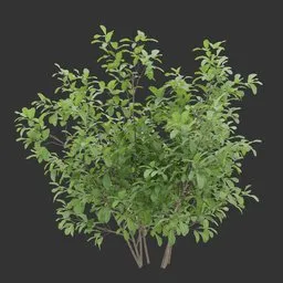 Simple Bush plant