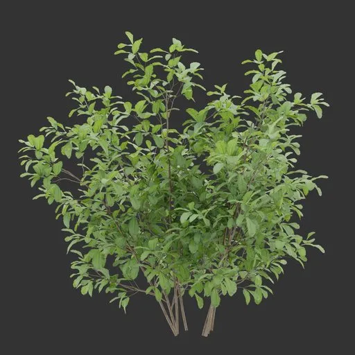 Simple Bush plant