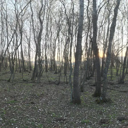 Forest Grove