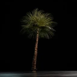 High-quality 3D palm tree model compatible with Blender Eevee and Cycles render engines.