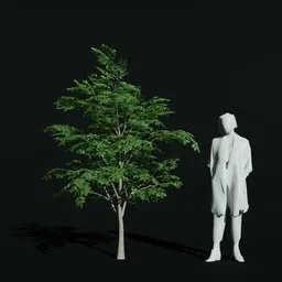 Gumbo Limbo Juvenile Var