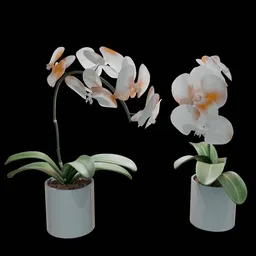 Realistic Phalaenopsis Orchid Flower