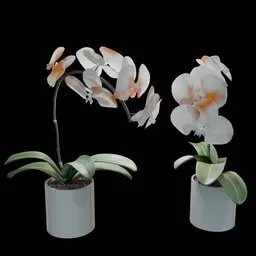 Realistic Phalaenopsis Orchid Flower