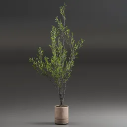 Indoor Plant Olive