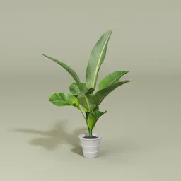 Banana plant