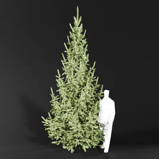 Norway Spruce Picea Abies 4.4m