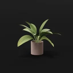 Haran Iron Plant Small Potted
