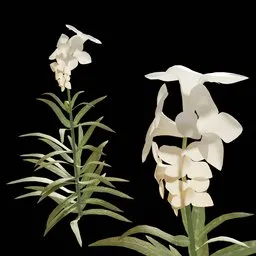 White Flower Plant