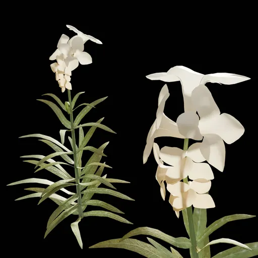 White Flower Plant