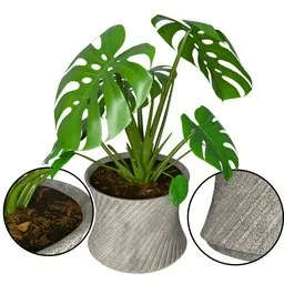Monstera Plant