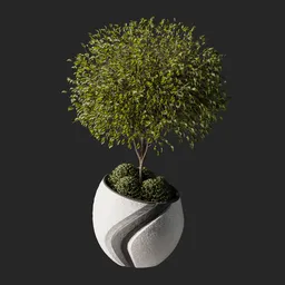 Weeping fig Plant 06