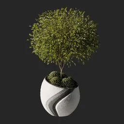 Weeping fig Plant 06