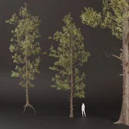 SJ-Golden Pine Sentinel