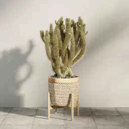 Potted Teddy Bear Cholla Cactus