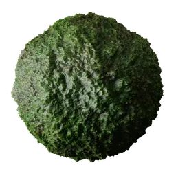 Realistic Forest Moss Ground