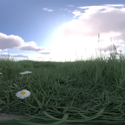 Morning grass green cloud