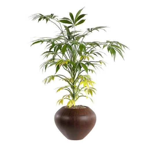 Realistic 3D marijuana plant in pot with 4K textures and materials, optimized for Blender.