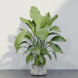 Banana Plant Pot