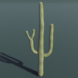 Plant Cactus Saguaro Medium