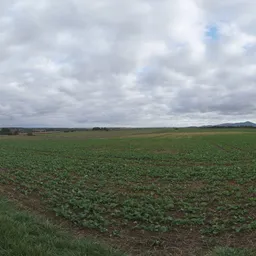 Farmland Overcast