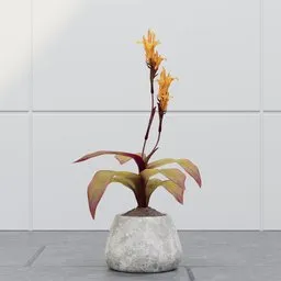 Golden Bromeliad Plant