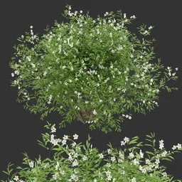 Summer Flowering Bush Q