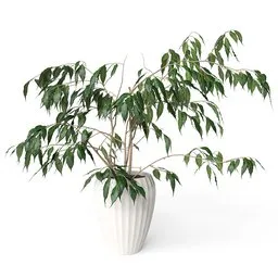 Realistic 3D-rendered ficus plant model with detailed leaves and textures, perfect for Blender rendering projects.