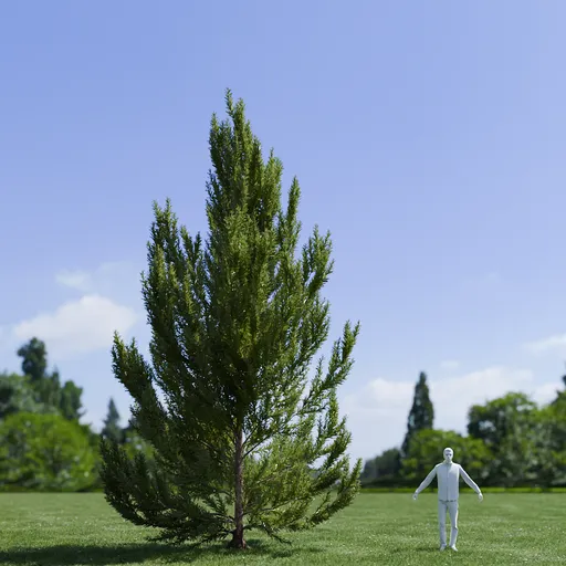 Pinus Flexilis Vanderwolf Pyramid