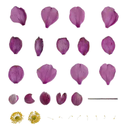 AD Anemone vitifolia Flower 02