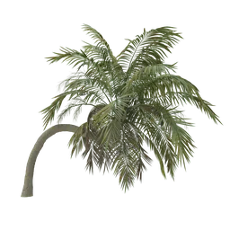 Detailed 3D Howea belmoreana palm model with realistic textures for Blender rendering.
