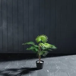 "Artificial mini palm Livistona 65 cm, a realistic 3D model for Blender 3D, perfect for nature-indoor scenes. This photorealistic render showcases a solitary plant in a flowerpot, complemented by a black OLED background and strong shadows. Create stunning garden settings with this versatile gray concrete textured plant."
