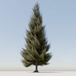 Coniferous Tree 07