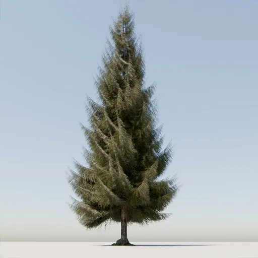 Coniferous Tree