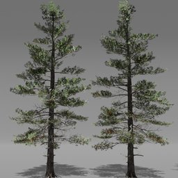 Tree Siberian Pine A6
