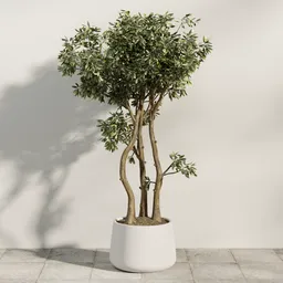 Potted Olive Tree