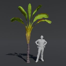 Tree Banana Palm B2