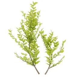 simple bush plant
