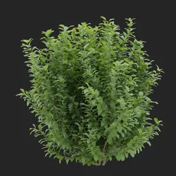 Dense Irregular Bush Plant