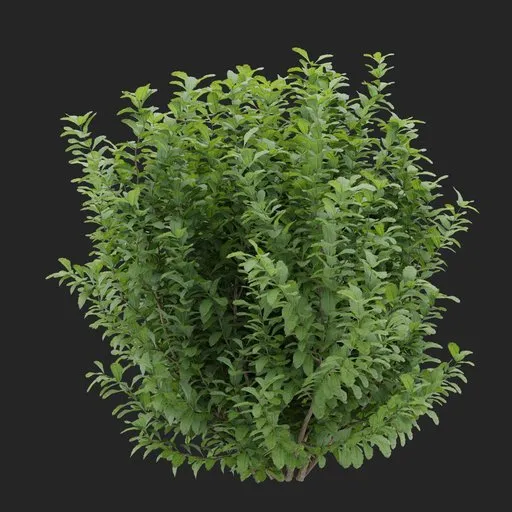Simple Bush plant
