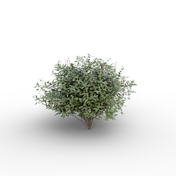 Small schrub