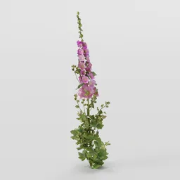 Mallow Plant