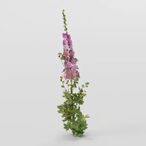 Mallow Plant