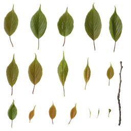 Prunus x yedoensis Leaf