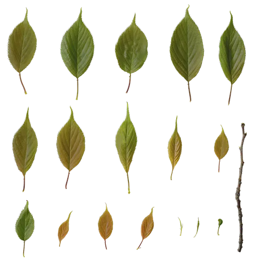 Prunus x yedoensis Leaf