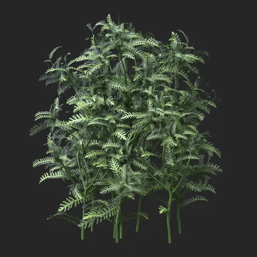 Silver Green Feather Leaf Simple Plant