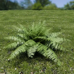 Ostrich Fern