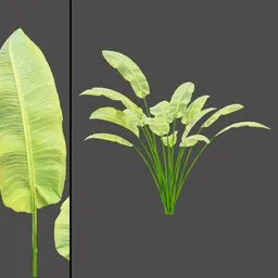 Slender Leaf Plant