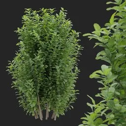 Simple Bush plant