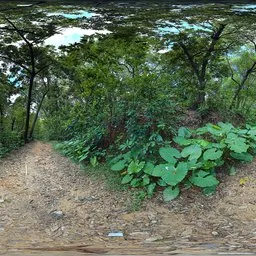 Cloudy forest during the day