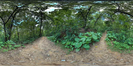 Cloudy forest during the day